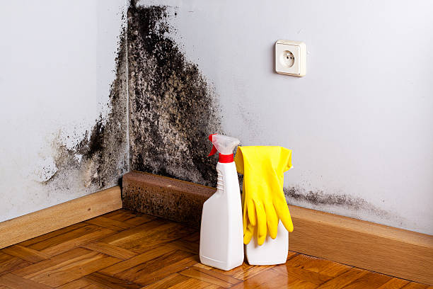 Mold Removal and Inspection in Dunkirk, MD